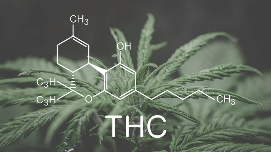 Exploring Cannabinoids: What is THC?